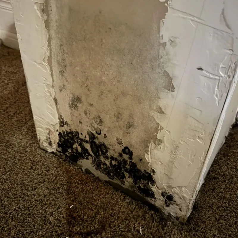 Professional Mold Removal in Baldwin County, GA